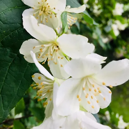 Dom Pod Orzechem Łapczyce