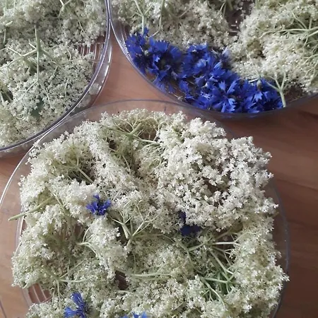 Dom Pod Orzechem Łapczyce