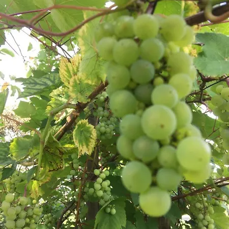 Dom Pod Orzechem Łapczyce