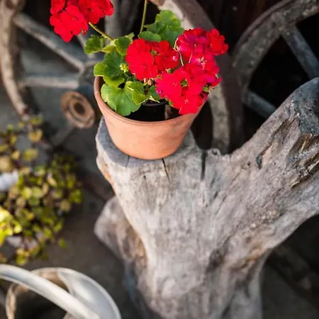 Dom Pod Orzechem Lapczyca