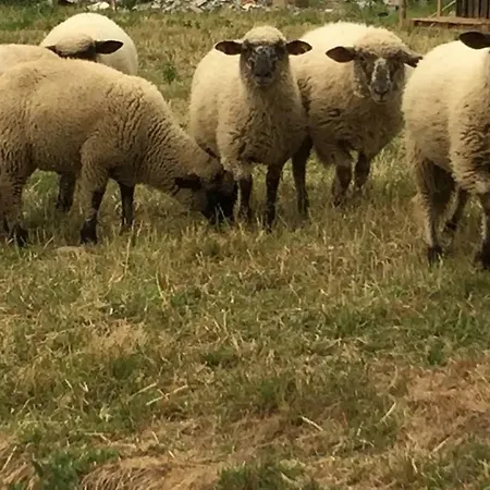 Dom Pod Orzechem * Łapczyce