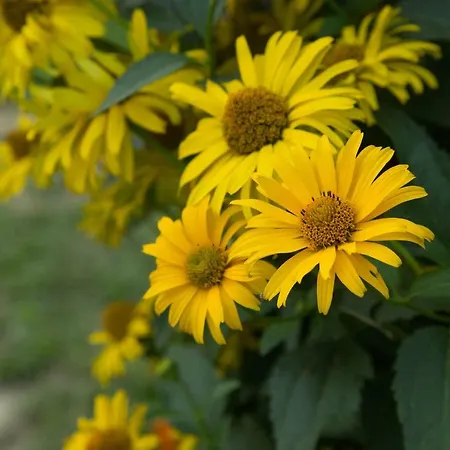 Dom Pod Orzechem Casa vacanze *