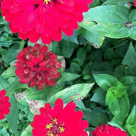 Dom Pod Orzechem Casa vacanze *