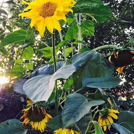 Dom Pod Orzechem * Lapczyca