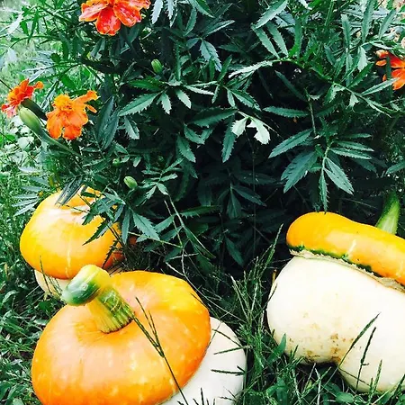 Сasa de vacaciones Dom Pod Orzechem Łapczyce