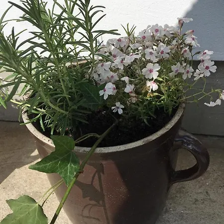 Сasa de vacaciones Dom Pod Orzechem *