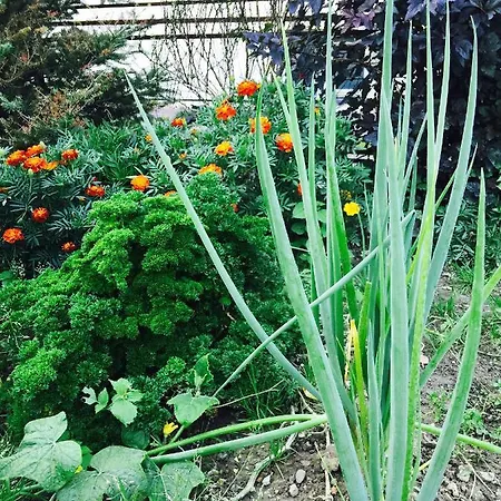 Dom Pod Orzechem Casa vacanze Lapczyca