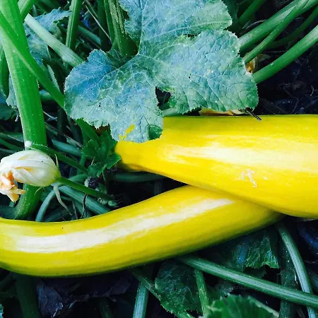 Dom Pod Orzechem Casa vacanze