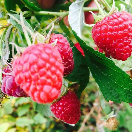 Сasa de vacaciones Dom Pod Orzechem *