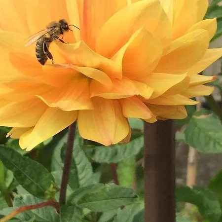 Сasa de vacaciones Dom Pod Orzechem Łapczyce