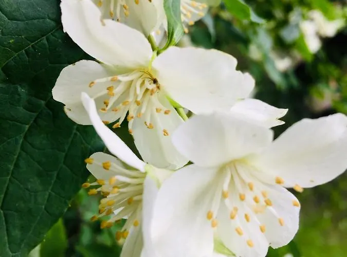 Dom Pod Orzechem ワプチツァ