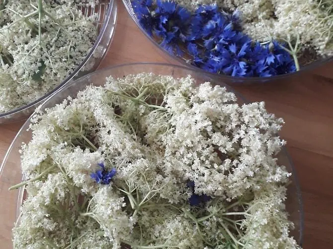 Dom Pod Orzechem ワプチツァ