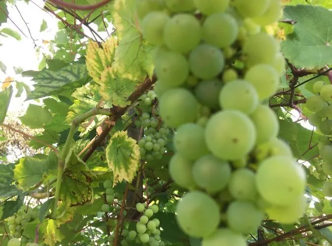 Dom Pod Orzechem ワプチツァ