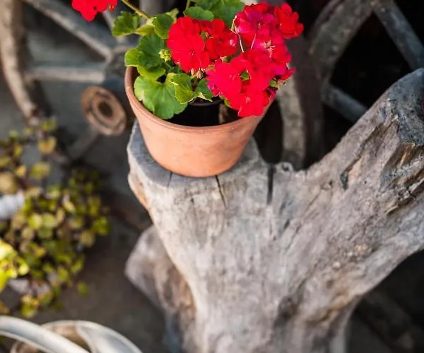 Dom Pod Orzechem ワプチツァ