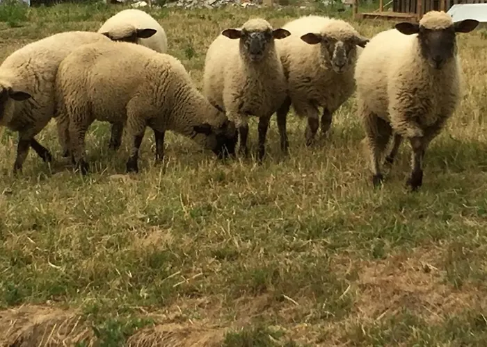 Dom Pod Orzechem * ワプチツァ