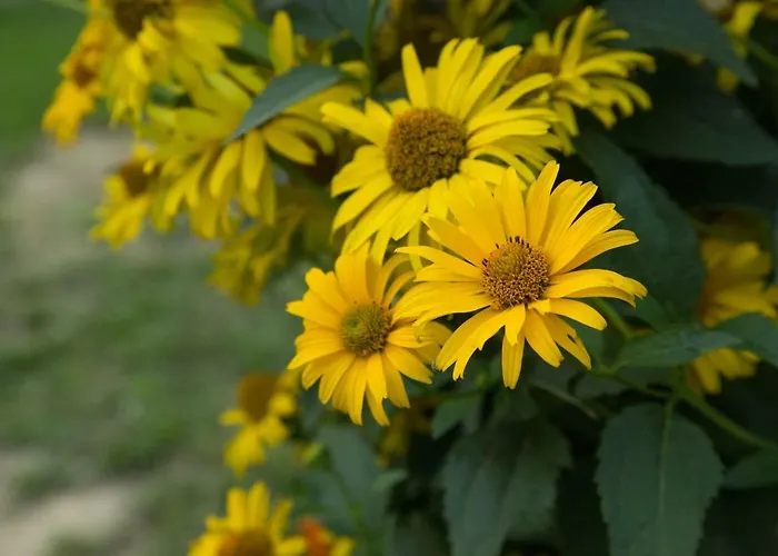 Dom Pod Orzechem 別荘 *