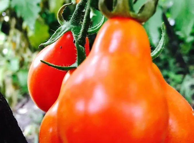 Dom Pod Orzechem 別荘 *