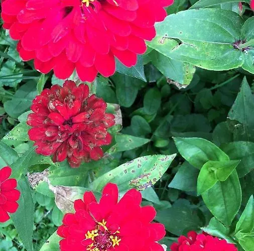 Dom Pod Orzechem 別荘 *