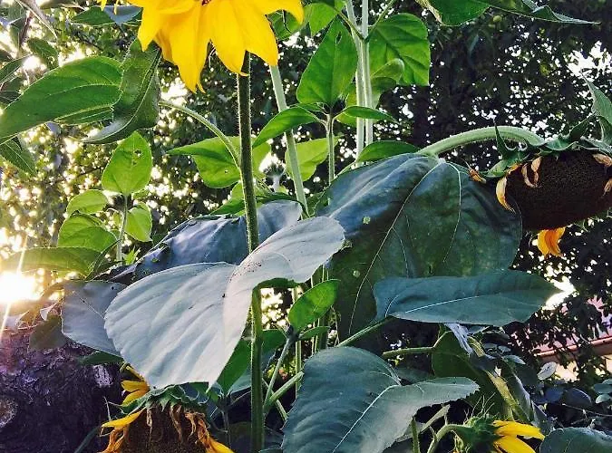 Dom Pod Orzechem * ワプチツァ