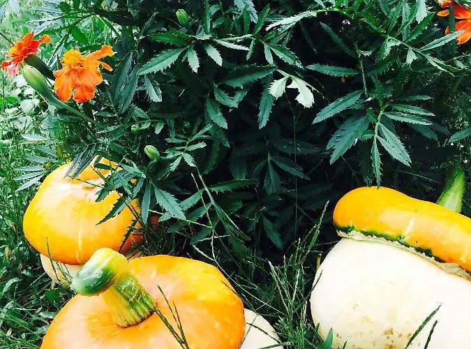 別荘 Dom Pod Orzechem ワプチツァ