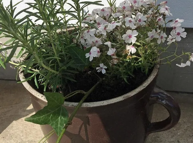 別荘 Dom Pod Orzechem *