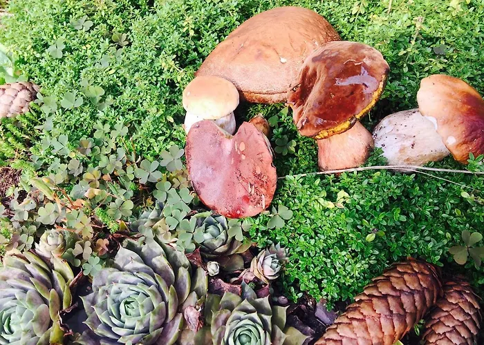 Dom Pod Orzechem * ワプチツァ