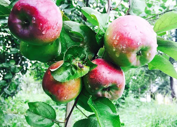 Dom Pod Orzechem 別荘 *