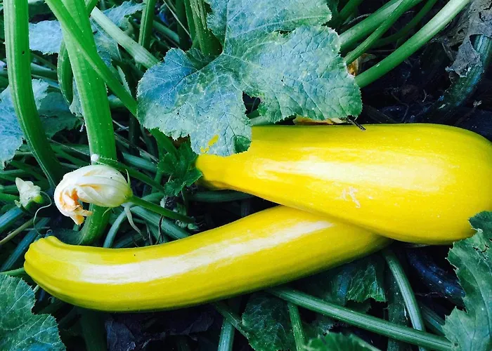 Dom Pod Orzechem 別荘