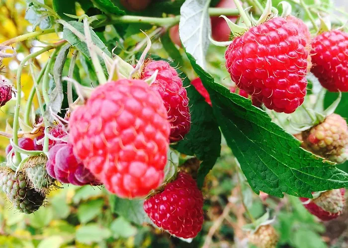 別荘 Dom Pod Orzechem *