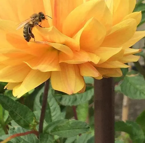 別荘 Dom Pod Orzechem ワプチツァ